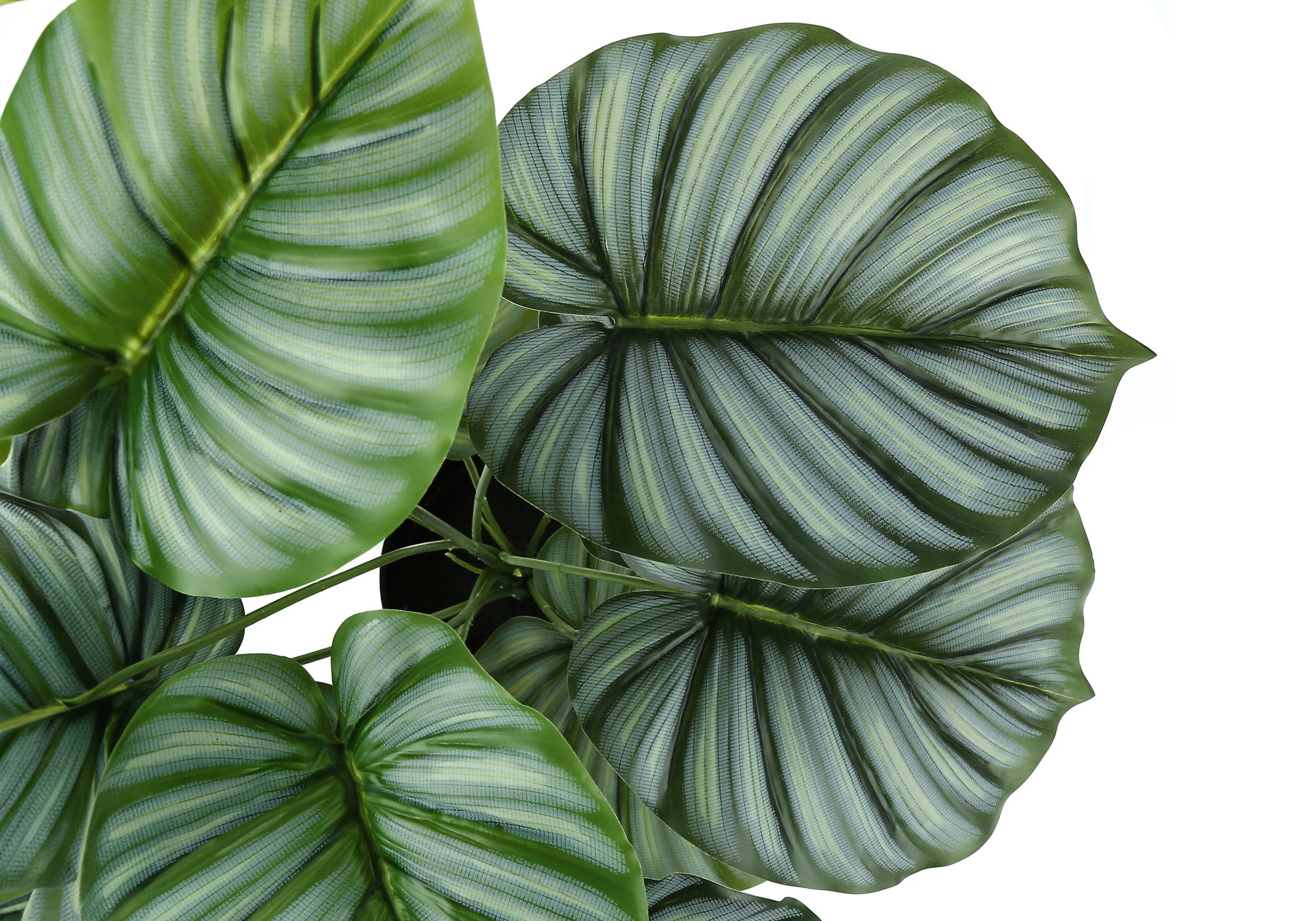 PLANTE ARTIFICIELLE - 24"H / CALATHEA D'INTÉRIEUR DANS UN POT DE 5" # I 9577