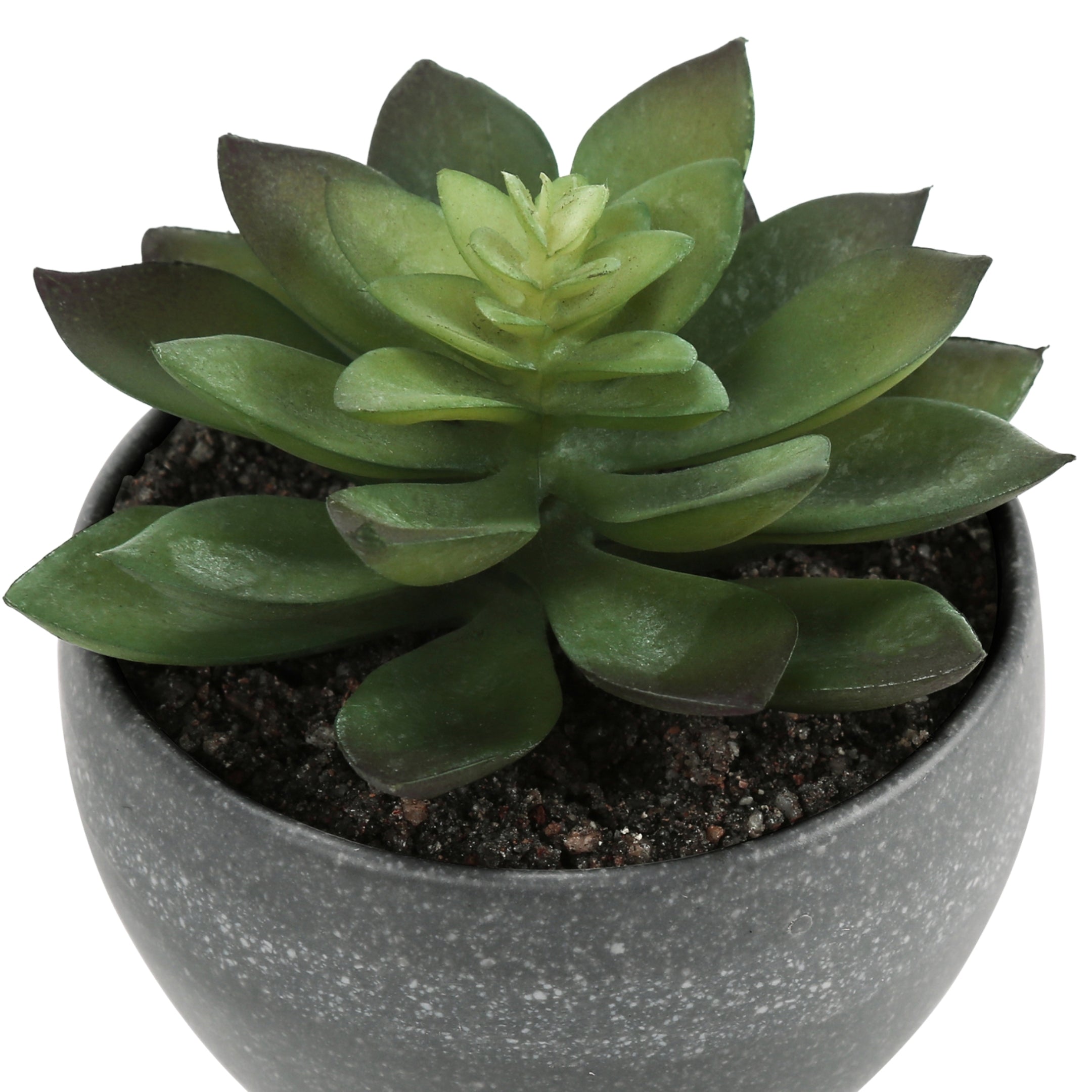 sucalo-succulentes-artificielles-gris_05