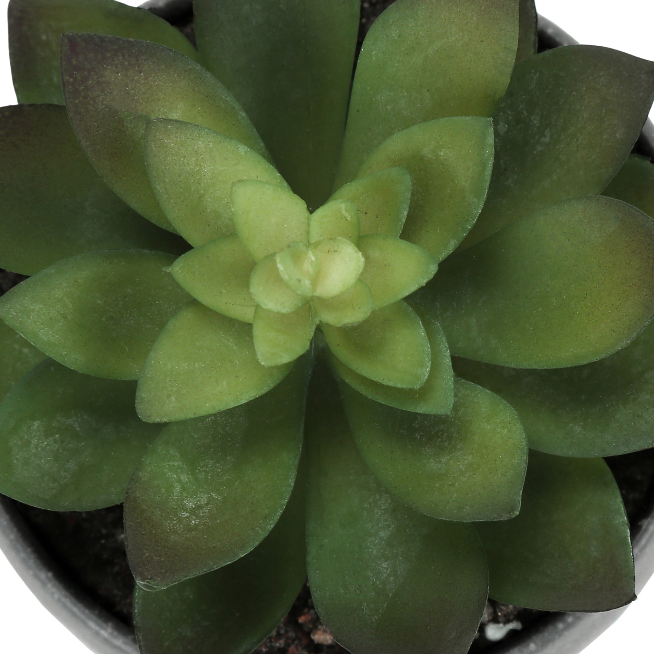 sucalo-succulentes-artificielles-gris_06